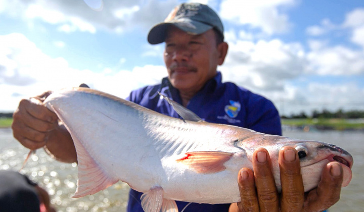 Giá cá tra dự báo tăng thêm 10%, kỳ vọng lợi nhuận của Thủy sản Nam Việt (ANV) hồi phục