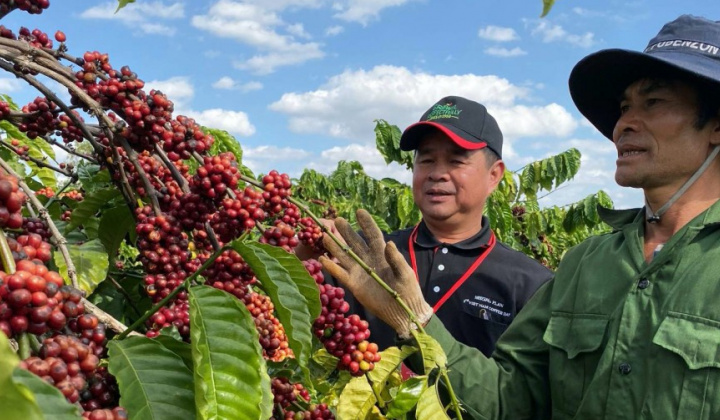Lo ngại đứt gãy chuỗi cung ứng cà phê Việt Nam do giá tăng cao