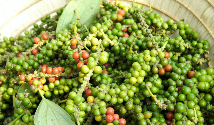 Giá tiêu hôm nay 4/5: Tiếp tục tăng, một số doanh nghiệp có đơn hàng đến tháng 9