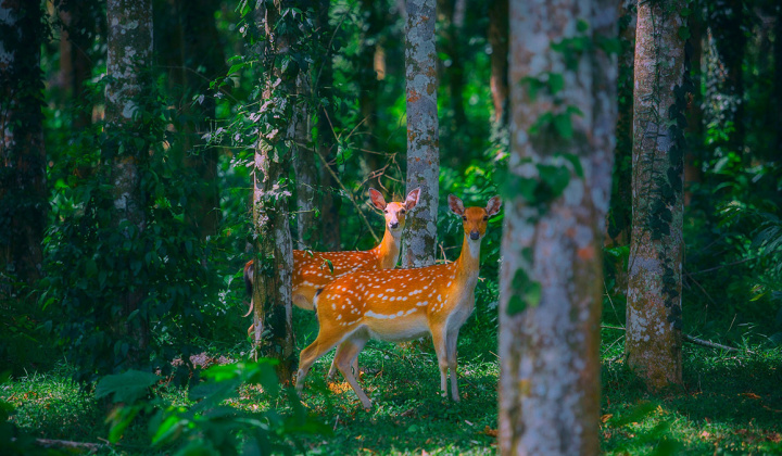 Khám phá điều kỳ diệu của vườn Quốc gia Cúc Phương