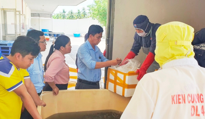 Quản lý thị trường Kiên Giang: Phát hiện trên nửa tấn tôm chứa tạp chất agar