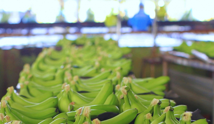 Hoàng Anh Gia Lai (HAG): Tăng mạnh diện tích trái cây, tự tin hết lỗ luỹ kế trong năm nay