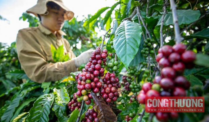Giá cà phê hôm nay 6/5: Mất 25% chỉ sau 1 tuần, dự báo giá còn tiếp tục giảm trong tháng 5