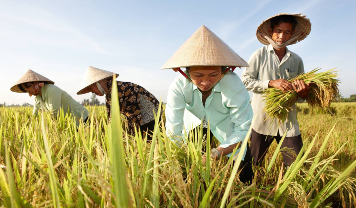 Bộ NN&PTNT: Đảm bảo xuất khẩu khoảng 8 triệu tấn gạo trong năm 2024