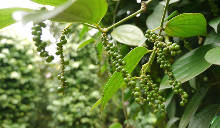 Giá tiêu hôm nay 7/5: Dự báo xuất khẩu tiêu các tháng tới tăng trưởng tích cực