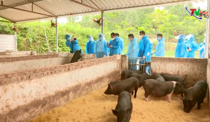 Khai thác chuỗi giá trị nuôi lợn lấy thịt từ thức ăn tự nhiên có bổ sung nguyên liệu chè xanh Thái Nguyên