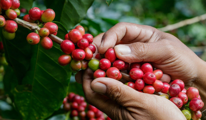 Giá cà phê hôm nay 1/6: Giá xuất khẩu của Việt Nam tăng 50% sau 5 tháng