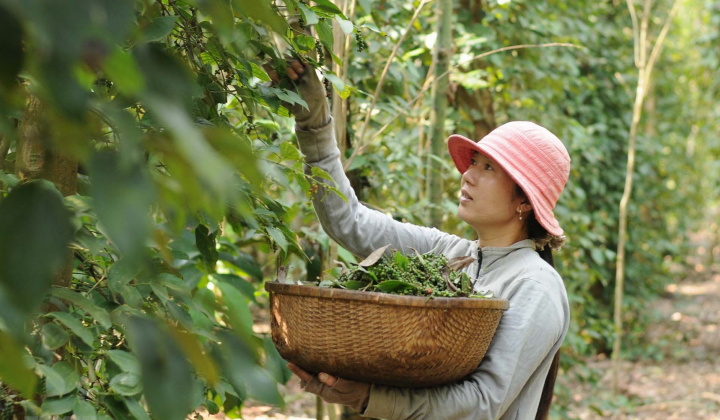 Giá tiêu hôm nay 12/6: Cán mốc 180.000 đồng/kg, giá xuất khẩu tăng vọt hơn 20% sau 1 ngày