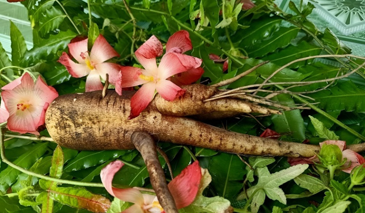 Polysaccharide từ rễ sâm bố chính (Abelmoschus sagittifolius): trích ly bằng kiềm và tính chất công nghệ