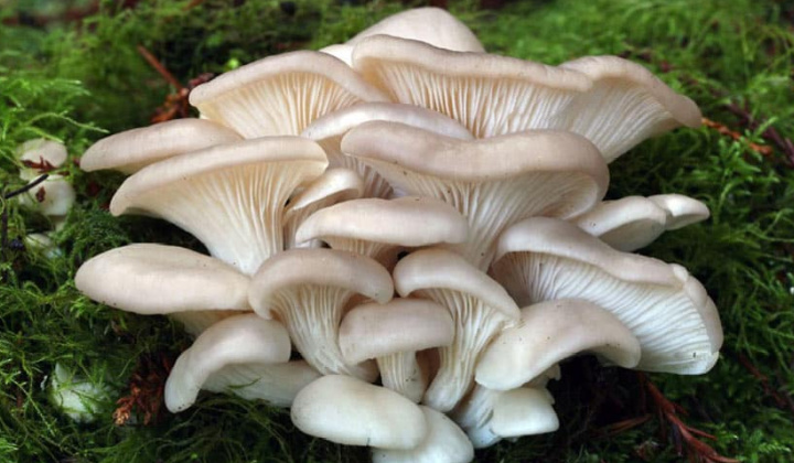 Phân lập tạo giống, ảnh hưởng của phân hữu cơ đến năng suất  nấm bào ngư trắng (Pleurotus ostreatus) trên cơ chất mùn cưa cao su