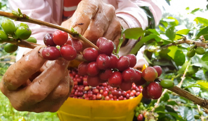 Giá cà phê hôm nay 17/6: Dự báo giá Robusta thế giới sẽ giảm sâu?