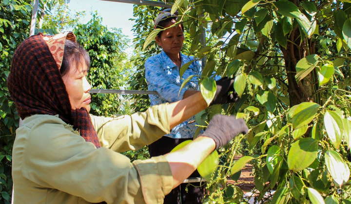 Giá tiêu hôm nay 20/6: Giảm nhẹ trở lại nhưng sẽ khó xuống dưới mức 140.000 đồng/kg