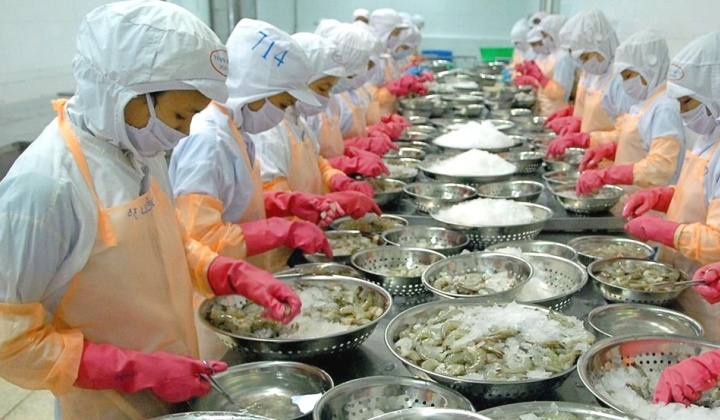 Camimex Group (CMX) hé lộ hợp tác với nhà bán lẻ lớn nhất Hàn Quốc, mở rộng sang mảng chế biến cá