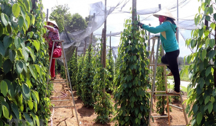 Giá tiêu hôm nay 29/6: Giảm mạnh trở lại, nông dân e ngại trồng mới