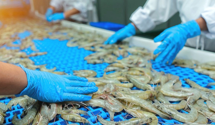 Vượt gió ngược, tiêu thụ tôm tháng 5 của Thực phẩm Sao Ta (FMC) tăng 53%