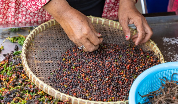 Giá tiêu hôm nay 5/6: Biến động trái chiều, doanh nghiệp đủ đơn hàng xuất khẩu đến tháng 9