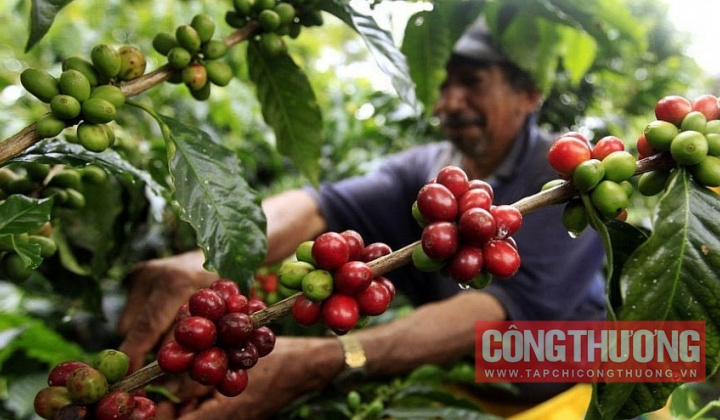 Giá cà phê hôm nay 7/6: Robusta thế giới phá đỉnh lịch sử, tồn kho cạn kiệt