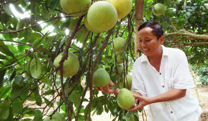 Phân bón Văn Điển: Mô hình chăm sóc hiệu quả cho cây Bưởi Hòa Bình