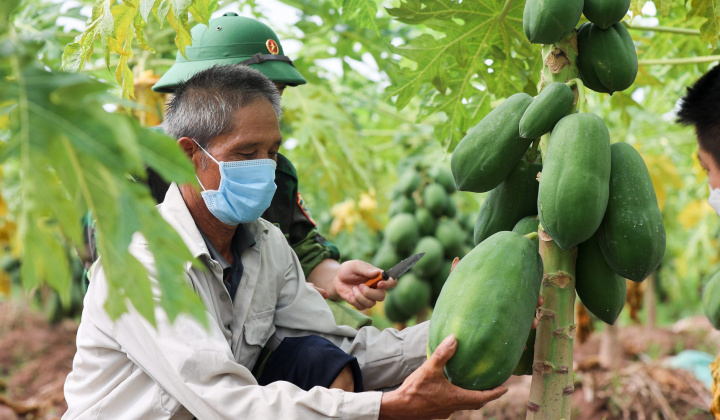 Thị trường NPK - “Cuộc chiến mới” giữa các doanh nghiệp phân bón