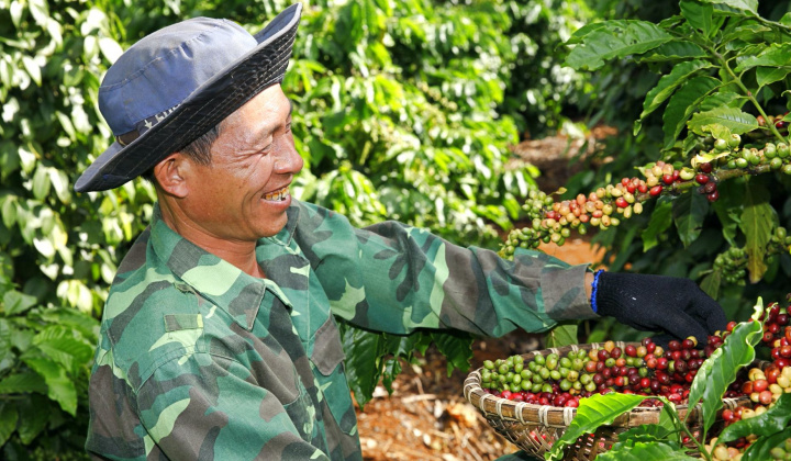 Giá cà phê hôm nay 11/7: Mạch tăng chưa dứt, giá Robusta thế giới về đỉnh 13 năm