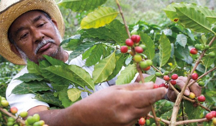 Giá cà phê hôm nay 12/7: Trong nước giảm nhẹ, Robusta thế giới lập đỉnh cao mới