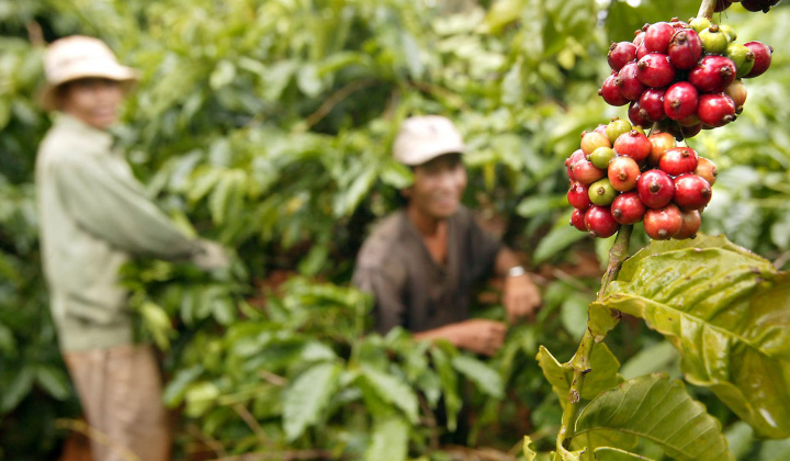 Giá cà phê hôm nay 15/7: Tiếp tục tăng nhẹ, giá Robusta thế giới neo quanh đỉnh lịch sử