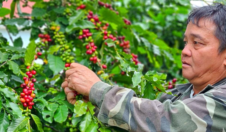 Giá cà phê hôm nay 18/7: Đà giảm chưa dứt, cảnh báo tình trạng phá vườn cà phê để trồng sầu riêng