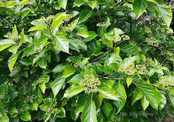 Ảnh hưởng các phương pháp sấy đến hàm lượng polyphenol, chlorophyll của bột lá cách (Premna Integrifolia L.)