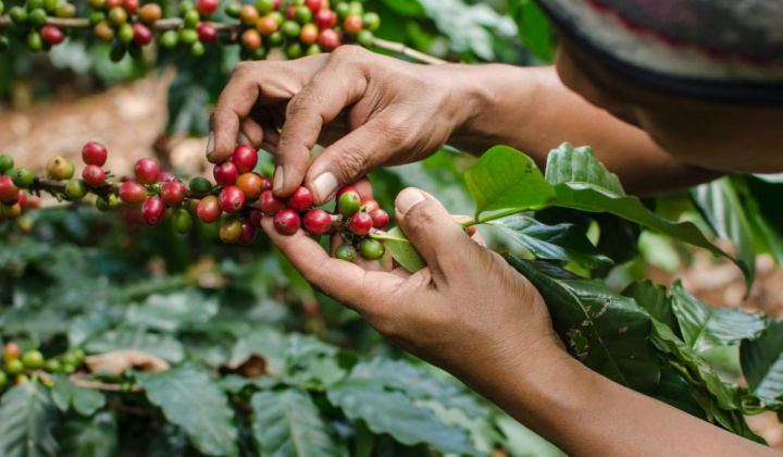 Giá cà phê hôm nay 23/7: Nhích tăng nhẹ 500 đồng/kg, xuất khẩu cà phê sẽ giảm dần trong quý III