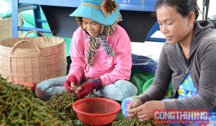 Giá tiêu hôm nay 23/7: Lấy lại đà bật tăng, thị trường vẫn chờ thêm tín hiệu