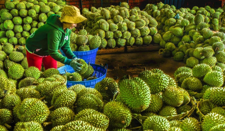 Xuất khẩu rau quả Việt Nam kỳ vọng lập kỷ lục 7 tỷ USD trong năm 2024
