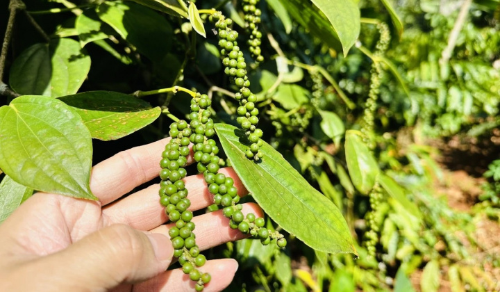 Giá tiêu hôm nay 27/7: Tiếp tục tăng nhẹ, đồng loạt tiến gần mốc 150.000 đồng/kg