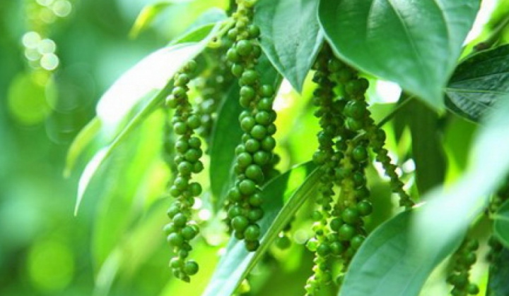 Giá tiêu hôm nay 30/7: Tiếp tục giữ ổn định, thị trường đang chờ đợt tăng giá mới?