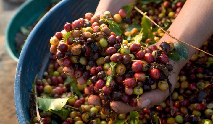 Giá cà phê hôm nay 31/7: Trong nước mất gần 5.000 đồng/kg sau 1 tuần, giá thế giới tăng trở lại