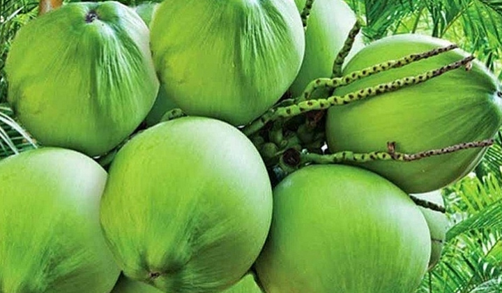 Giải pháp thúc đẩy xuất khẩu trái dừa sang thị trường Châu Âu