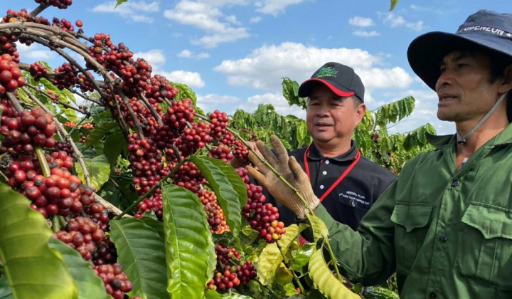 Giá cà phê hôm nay 8/7: Tăng nhẹ, giá đã cao hơn gấp 4 lần so với đầu niên vụ