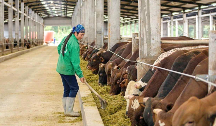 Vinamilk (VNM), HAGL Agrico (HNG) “chạy đua” giải bài toán nhập khẩu thịt bò của Việt Nam