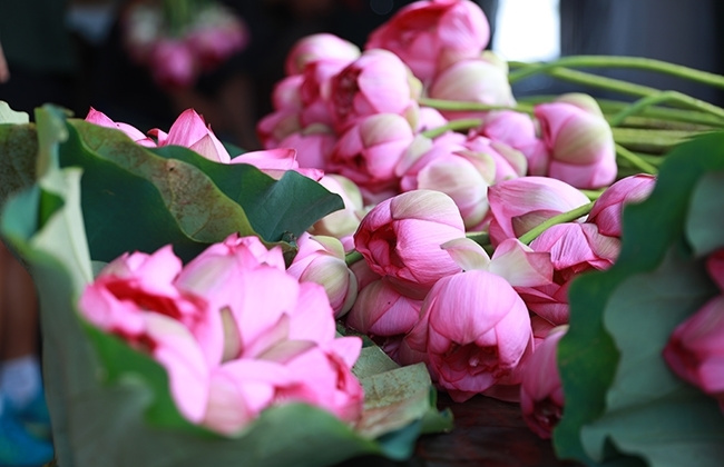 Ghi danh Phở Hà Nội và nghề ướp trà sen Quảng An là Di sản văn hóa phi vật thể quốc gia