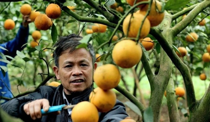 Cam bưởi Hòa Bình kết trái, sai cành nhờ Phân bón Văn Điển