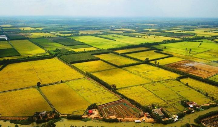 3 điều kiện chuyển mục đích sử dụng đất trồng lúa