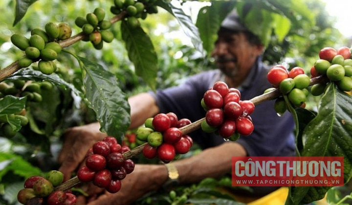 Giá cà phê hôm nay 20/8: Nhập khẩu cà phê từ Brazil cao kỷ lục