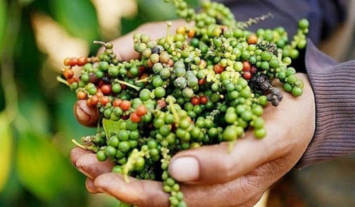 Giá tiêu hôm nay 22/8: Tăng mạnh ngày thứ 4 liên tiếp, Việt Nam chỉ còn khoảng 30% tồn kho tiêu