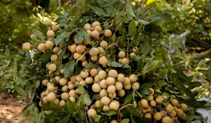 Phân bón Văn Điển vững chân trên vùng đất nhãn Hưng Yên