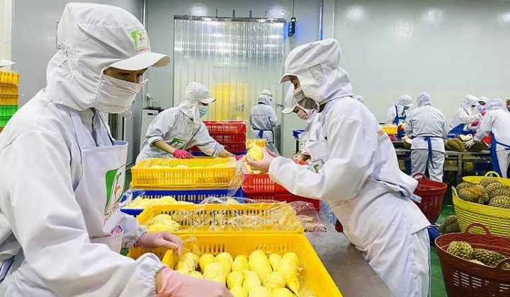 Sầu riêng đông lạnh chính thức được cấp phép xuất khẩu sang Trung Quốc