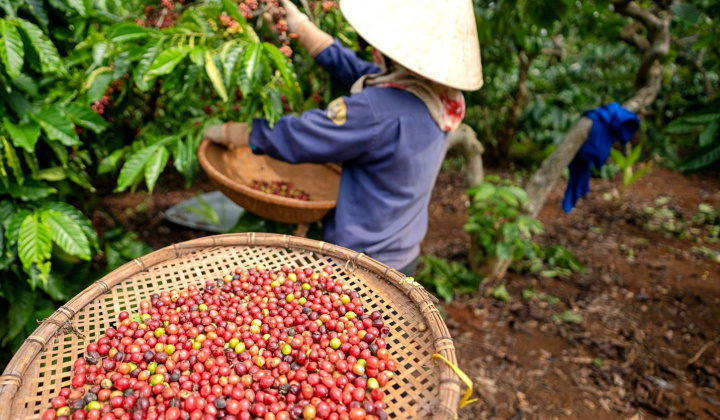 Giá cà phê hôm nay 23/8: Giá thế giới quay đầu giảm mạnh, thị trường ngóng tín hiệu về vụ mùa mới