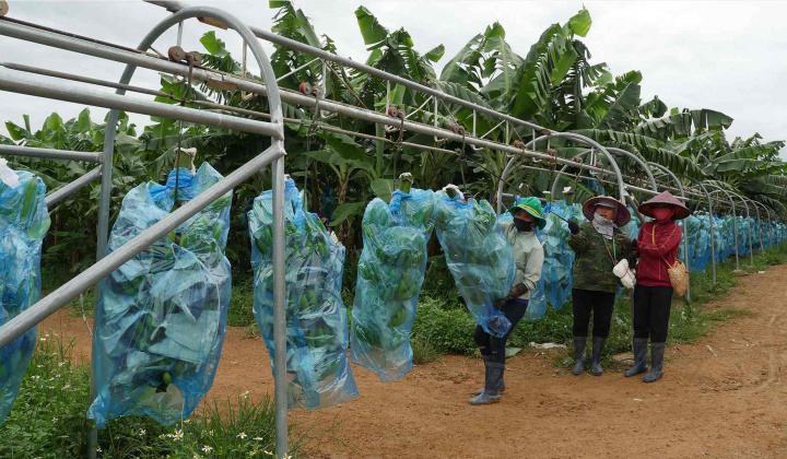Công ty Cổ phần KD Green Farm: Mang sức sống mới trên mảnh đất khô cằn