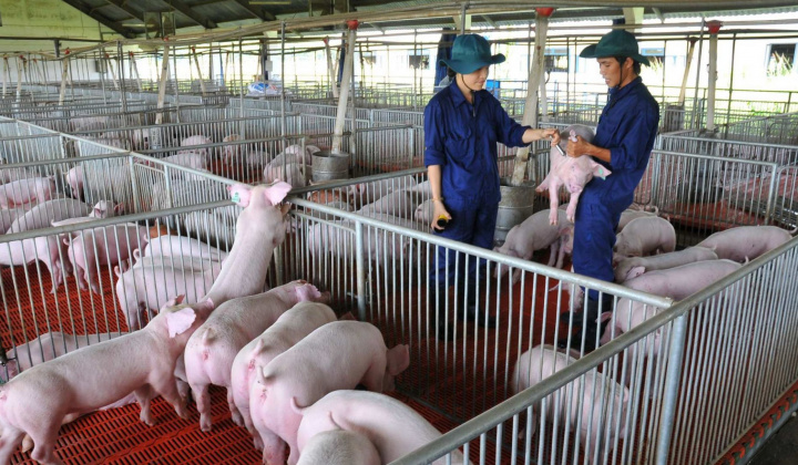 Hưởng lợi “sóng giá heo”, BaF Việt Nam (BAF) báo lãi nửa đầu năm tăng gấp 12 lần