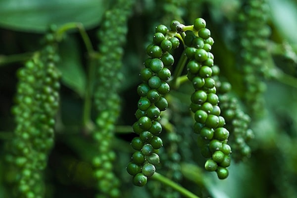 Giá tiêu hôm nay 6/8: Giảm mạnh, thị trường khó có đợt tăng giá "sốc"