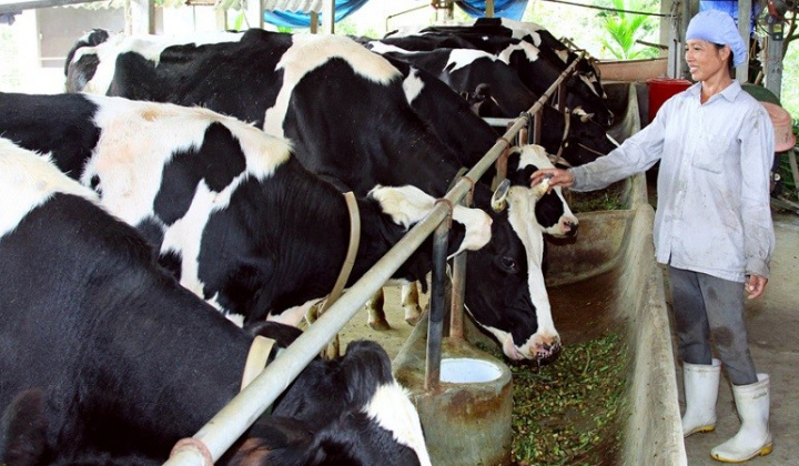 Dự án phát triển vùng nguyên liệu thức ăn chăn nuôi được hỗ trợ đến 5 tỷ đồng