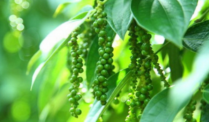 Giá tiêu hôm nay 8/8: Tiếp tục chịu áp lực giảm dù nguồn cung thế giới chưa đáp ứng đủ nhu cầu